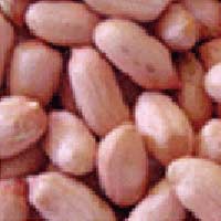 Groundnut Bold Manufacturer Supplier Wholesale Exporter Importer Buyer Trader Retailer in Mahua Gujarat India